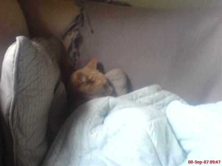 Blanding af racer Bamse - jeg putter billede 5