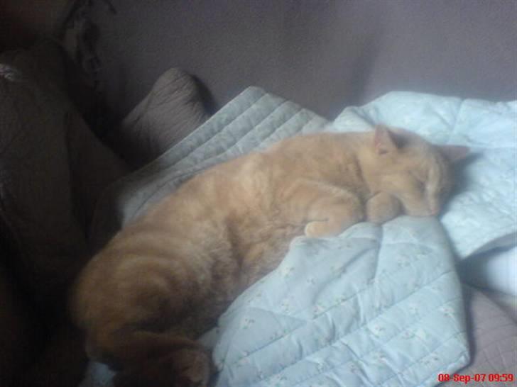 Blanding af racer Bamse - bamse sover billede 6