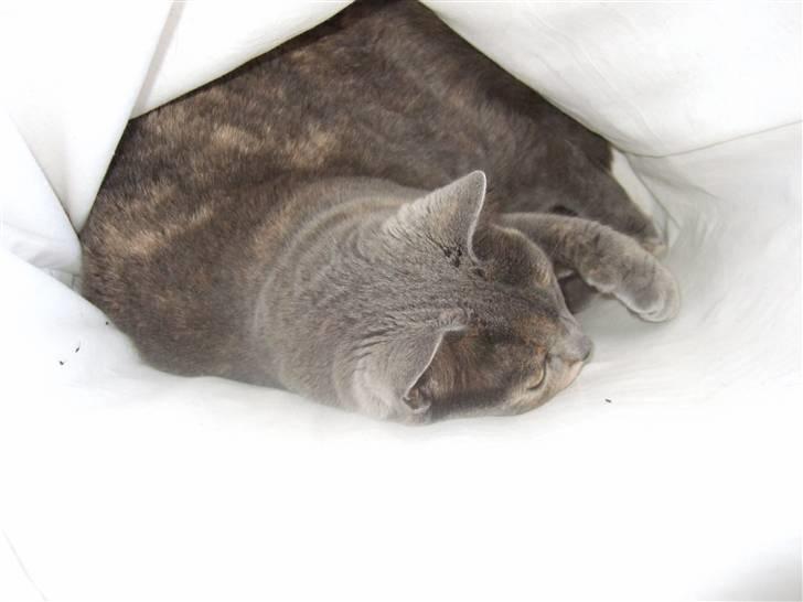 British Shorthair Molly - Godnat ! hehe <333   Foto: mig billede 16