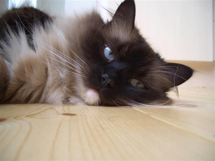 Blanding af racer  Oliver *Solgt* billede 5