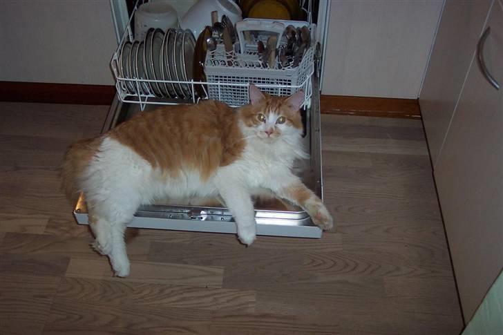 Maine Coon Balou - Vil bare sige at dette er en alm. størrelse opvaskemaskine - ikke sårn en lille en.. hehe billede 1