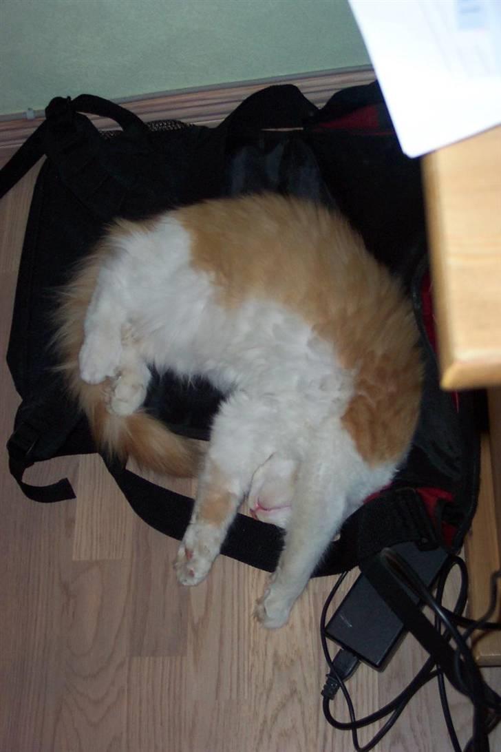 Maine Coon Balou - zZzzzz billede 2