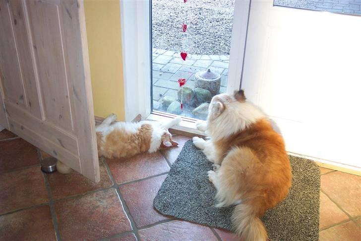 Maine Coon Balou - Omsider er hunden og katten blevet nogenlunde vennner :D  billede 3