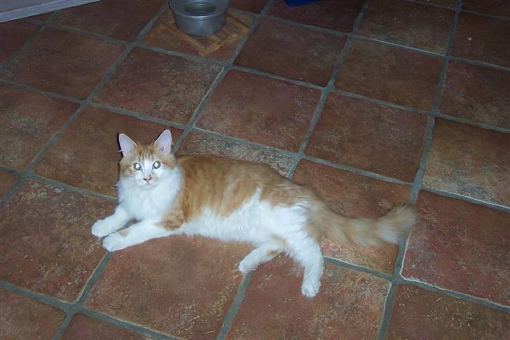 Maine Coon Balou - Så flot han er!! billede 4