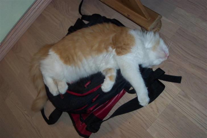 Maine Coon Balou - Zzzzz billede 5