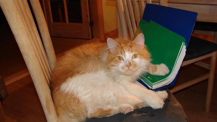 Maine Coon Balou - Nu det MIG der bruger den her mappe - du skal ikke prøve på at tage den fra mig!!  billede 6
