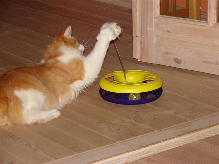 Maine Coon Balou - Bedste legetøj jeg har haft..  billede 7