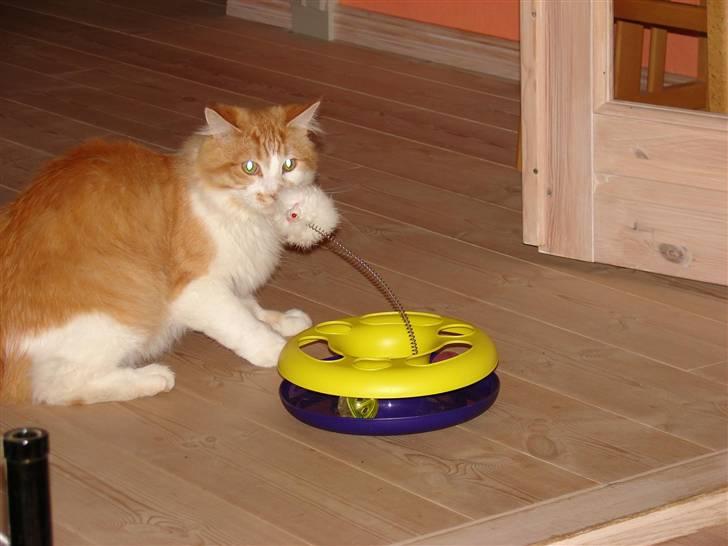 Maine Coon Balou - Fanget!  billede 8