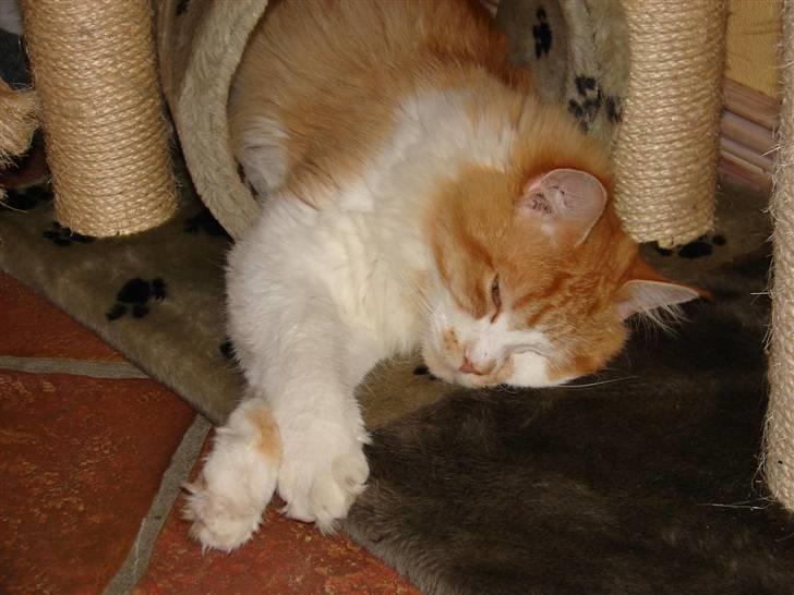 Maine Coon Balou - zZZzz billede 9