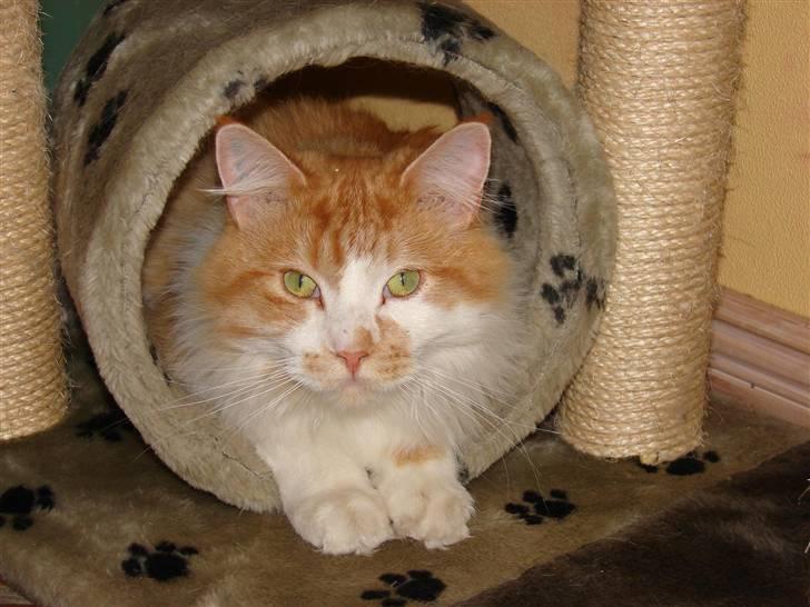 Maine Coon Balou - Løven i sin egen hule!!  billede 10