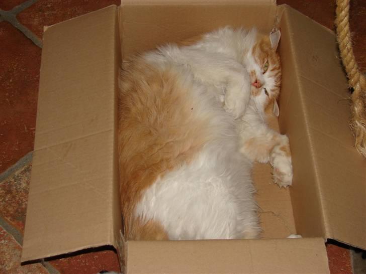 Maine Coon Balou - Min yndlingskasse.. selvom kassen ikke vokse med mig!.. zZzzz billede 11