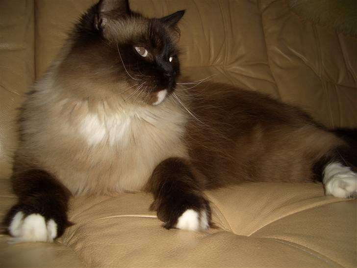 Blanding af racer  Oliver *Solgt* billede 7