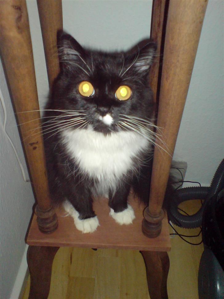 Norsk Skovkat Alba - Sidder på pidestal.... billede 1