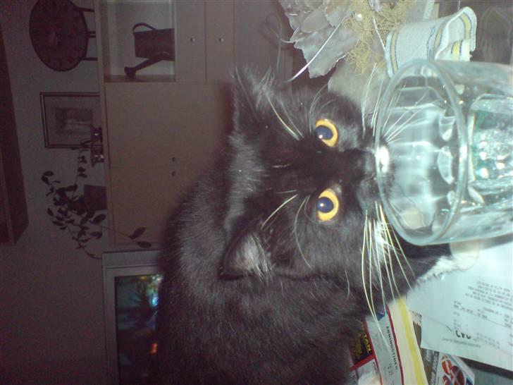 Norsk Skovkat Alba - Alba prøver at snige sig ind på mit vandglas:) billede 2