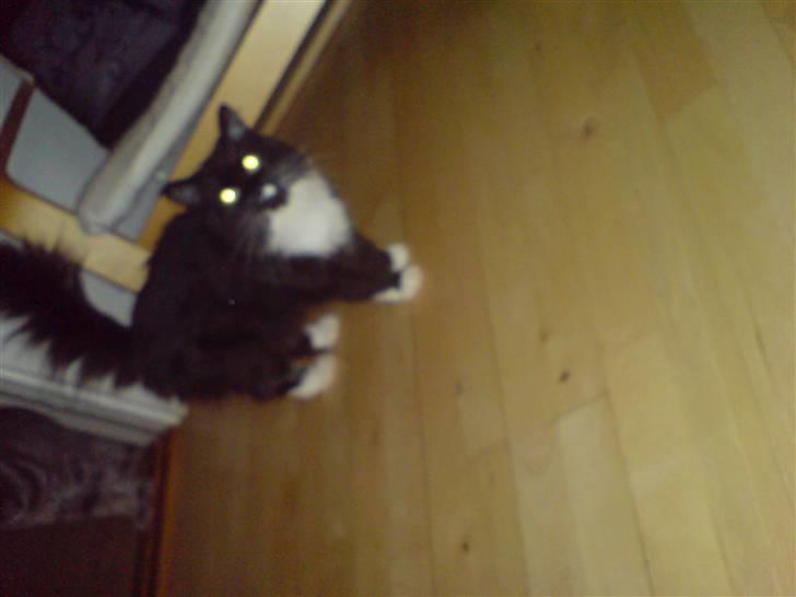 Norsk Skovkat Alba - Se hvor fin hun er...:-) billede 3