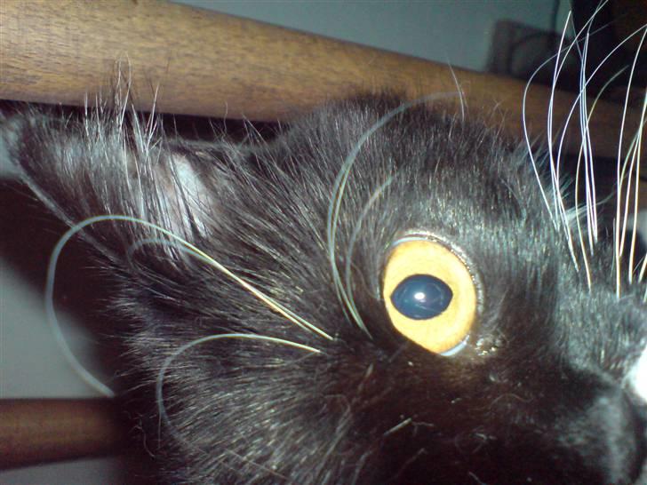 Norsk Skovkat Alba - Et øje..... :) billede 4