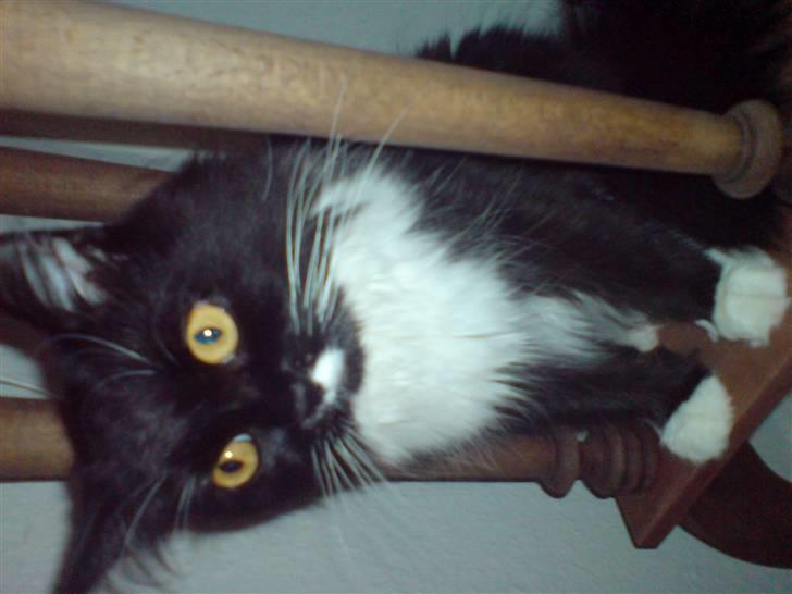 Norsk Skovkat Alba billede 5