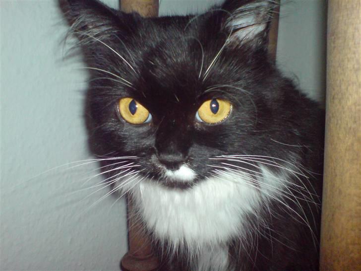 Norsk Skovkat Alba billede 6