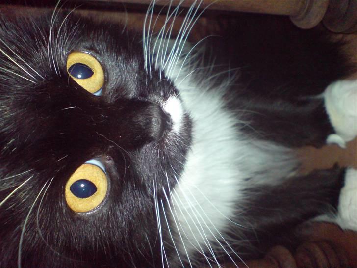 Norsk Skovkat Alba billede 7