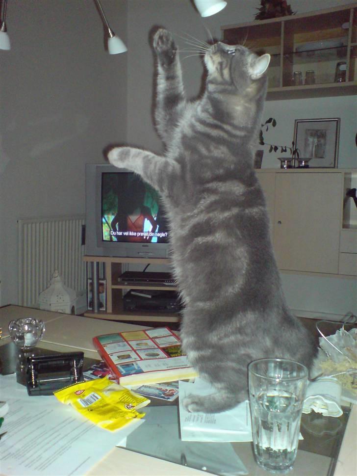 Blanding af racer Kenzo - Kenzo forsøger at fange lampen:) billede 1