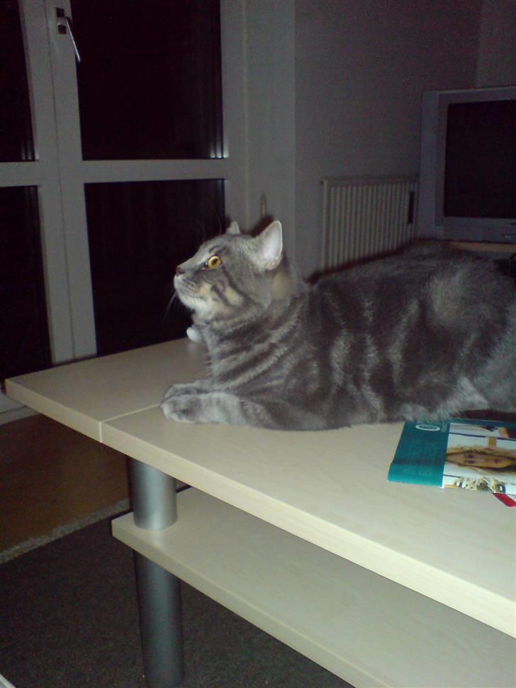 Blanding af racer Kenzo billede 2