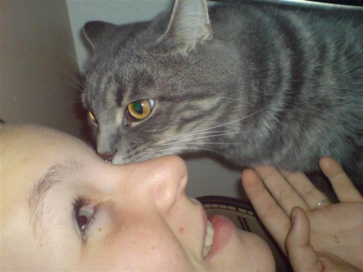 Blanding af racer Kenzo - Et kys til min søs:) billede 3