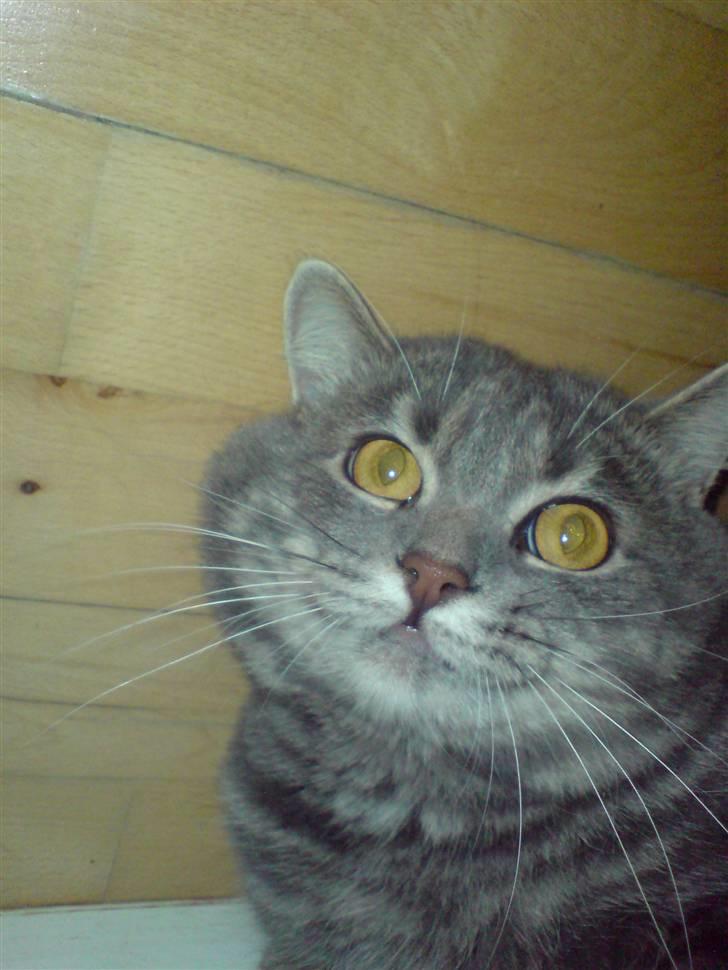 Blanding af racer Kenzo billede 4