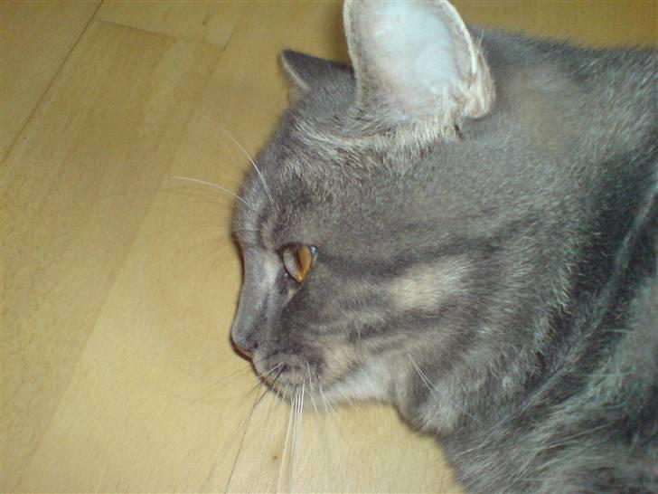 Blanding af racer Kenzo billede 5