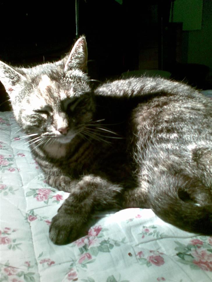 Huskat Mini <3 billede 8