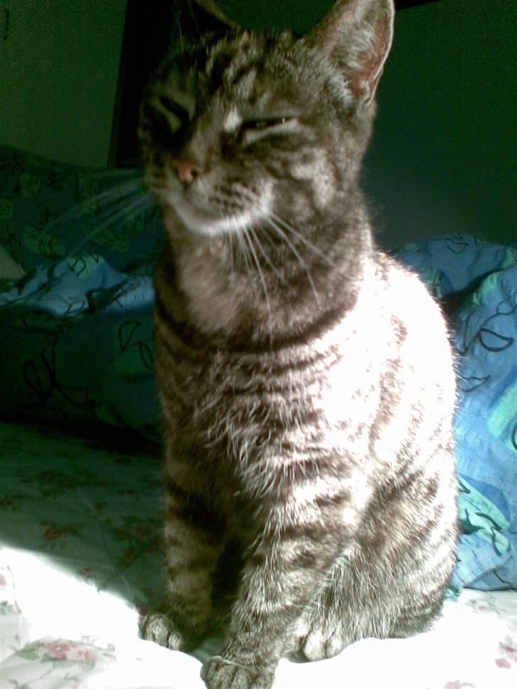 Huskat Mini <3 billede 9