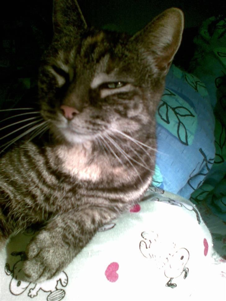 Huskat Mini <3 billede 11