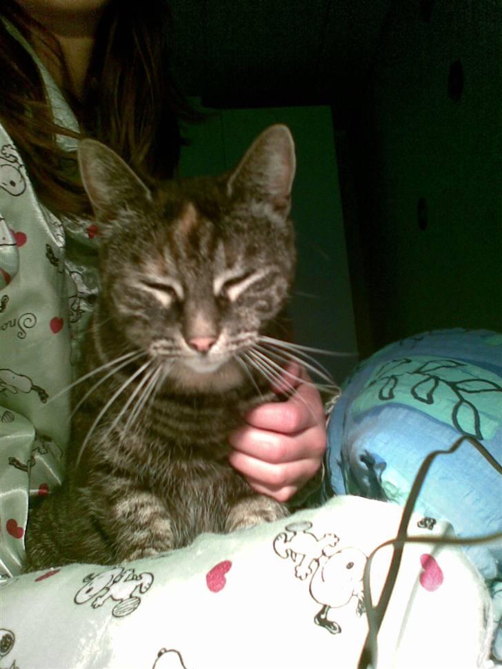 Huskat Mini <3 billede 12