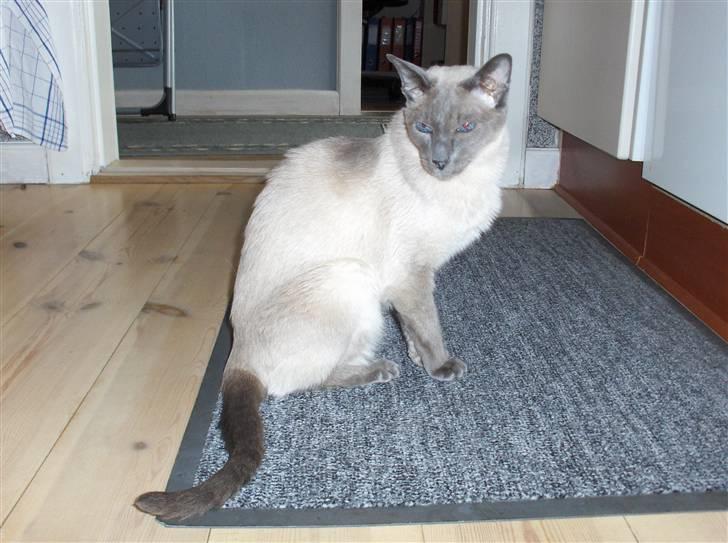 Siameser Fie  Død 10-o4-08.  20 år - Køkkenskriveren :)) billede 5