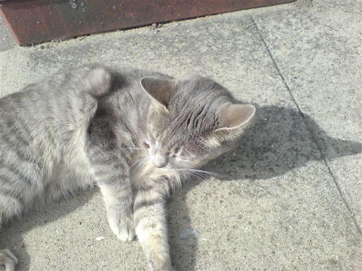 Huskat fifi - godt billed men ikke det bedste billede 1