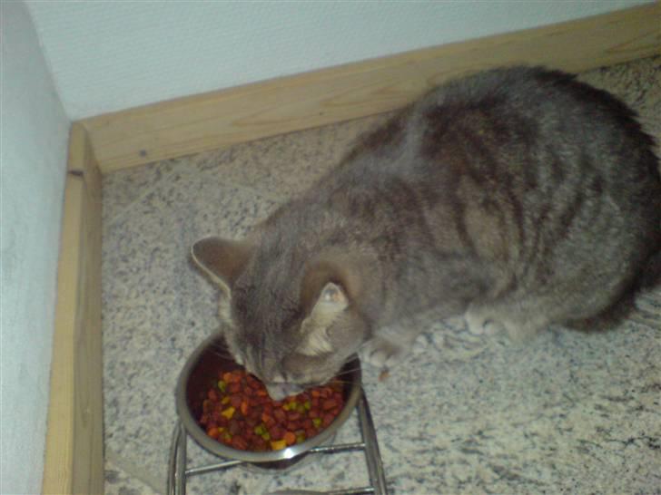 Huskat fifi - mmmm lækkert billede 2