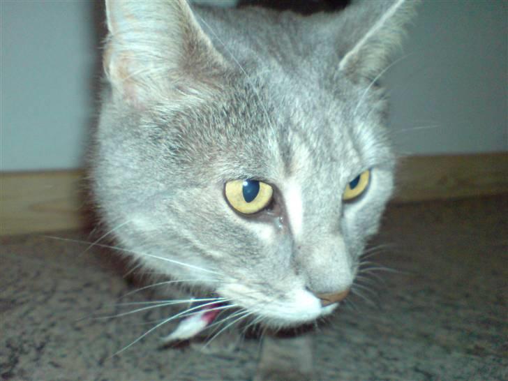 Huskat fifi - se det ser spændene ud billede 3