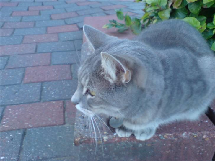 Huskat fifi - mon snart der er mad billede 4