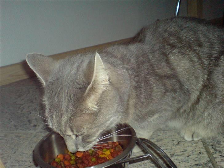 Huskat fifi - det smager godt billede 5