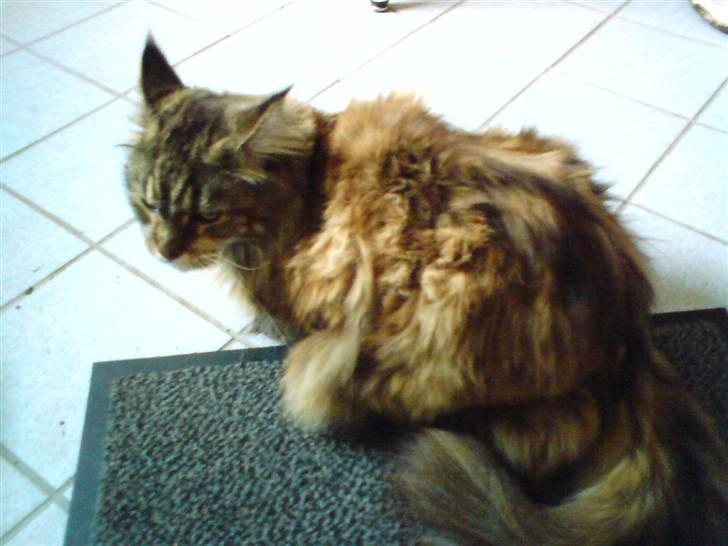 Maine Coon Sasi - Venter på sin mam billede 8