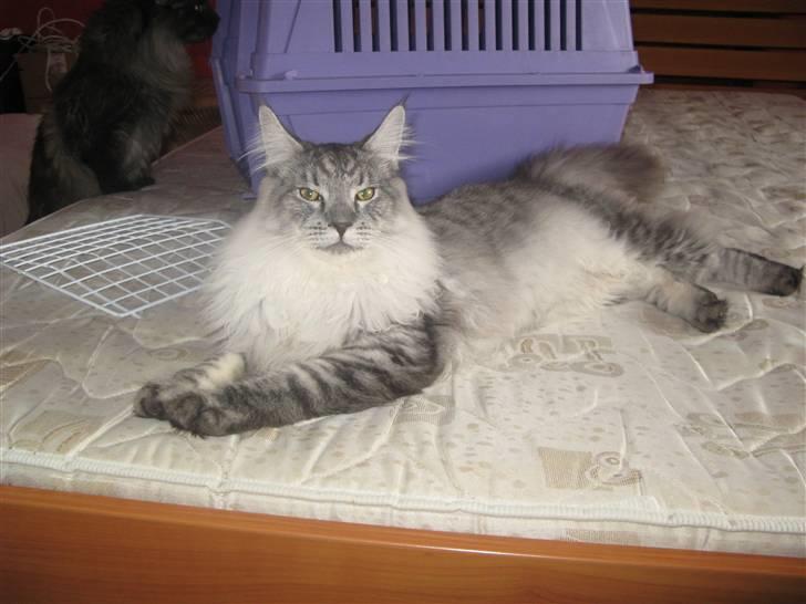 Maine Coon Let it be(Tiger) billede 1