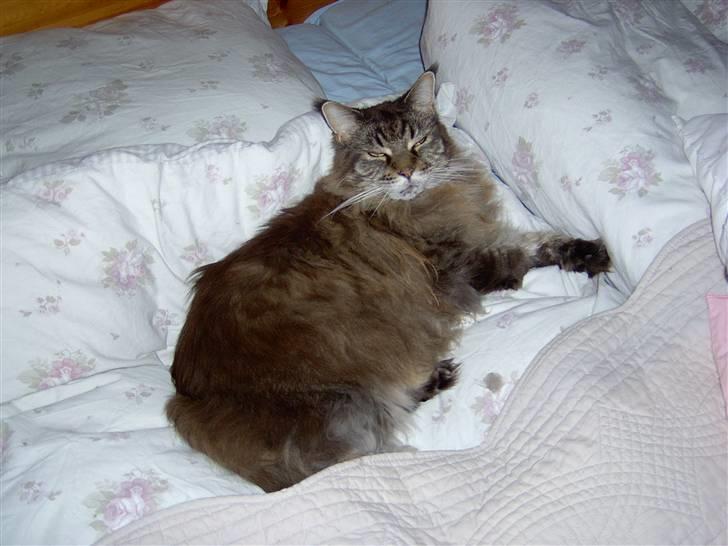 Maine Coon Ice R.I.P - Arrhh dejligt billede 2