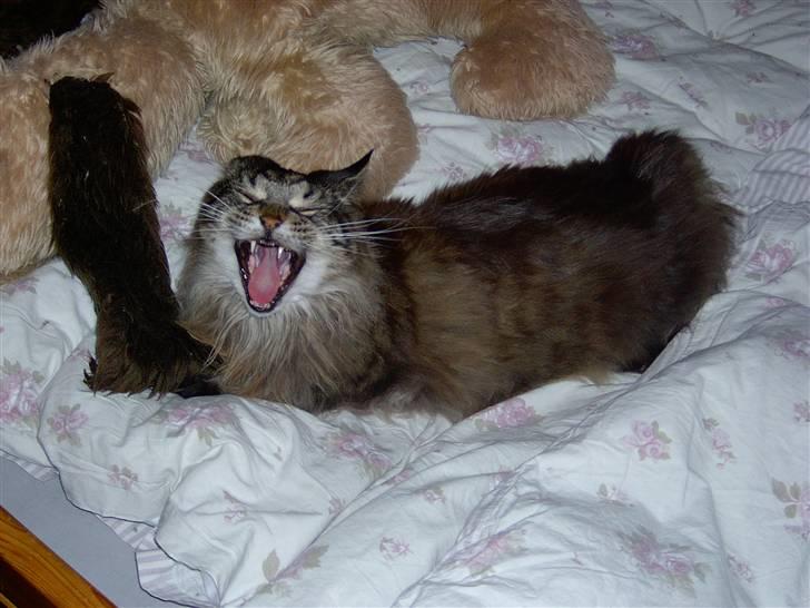 Maine Coon Ice R.I.P - brøøøl   - afstand! billede 3