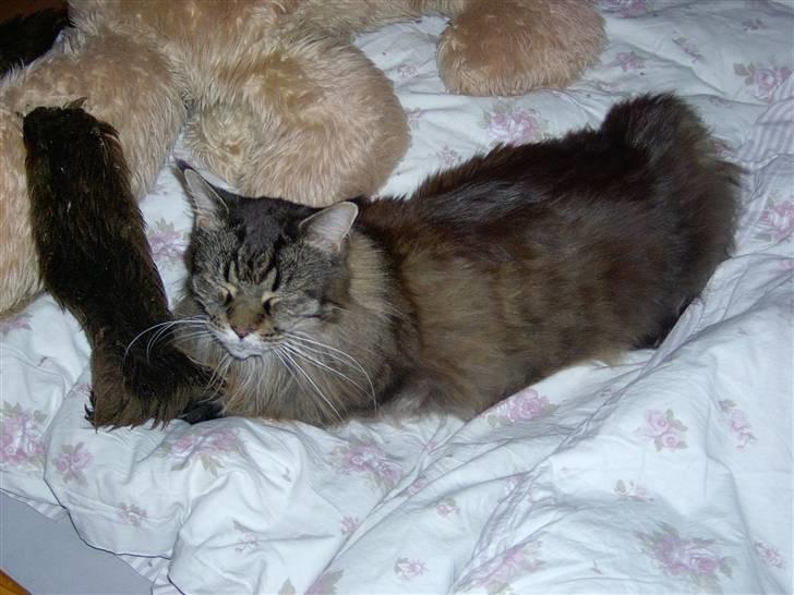 Maine Coon Ice R.I.P - droningen! billede 4