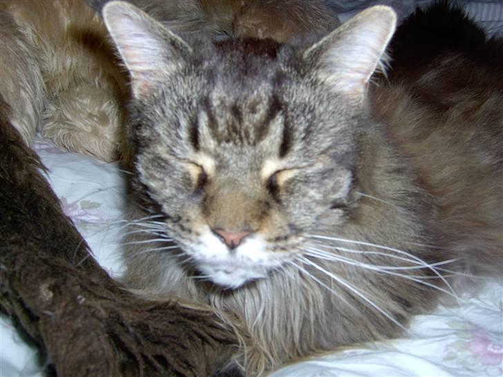 Maine Coon Ice R.I.P - smuk misser billede 5