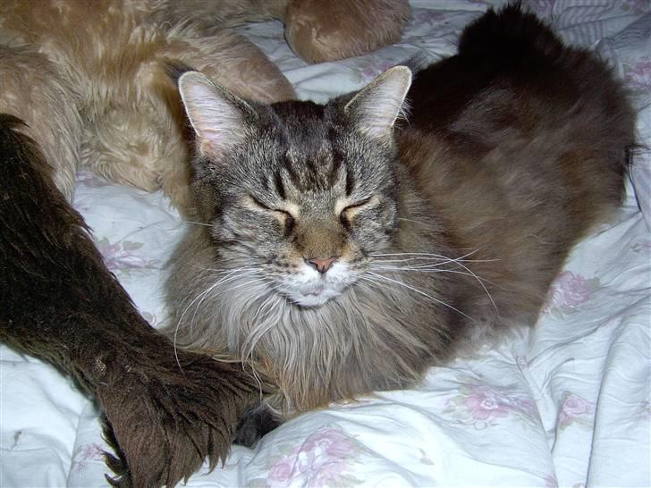 Maine Coon Ice R.I.P - Dejligt! billede 6