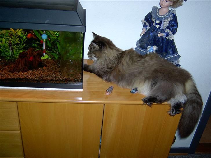 Maine Coon Ice R.I.P - mmmh, lige aftensmaden billede 7