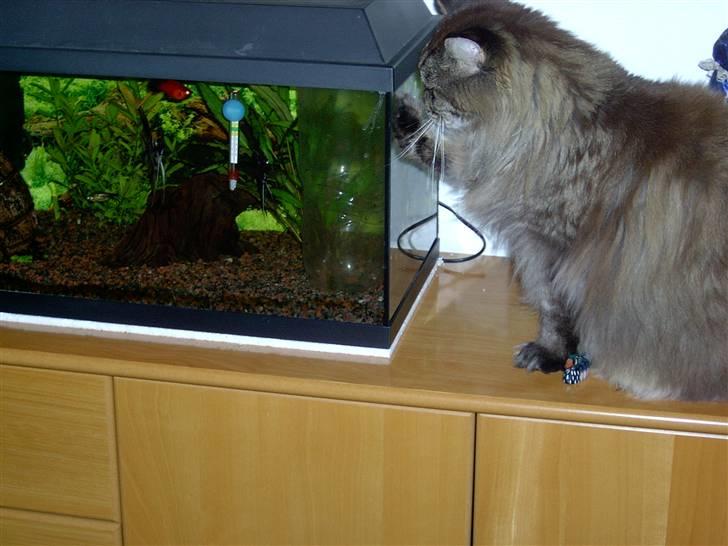 Maine Coon Ice R.I.P - den der tak! billede 8