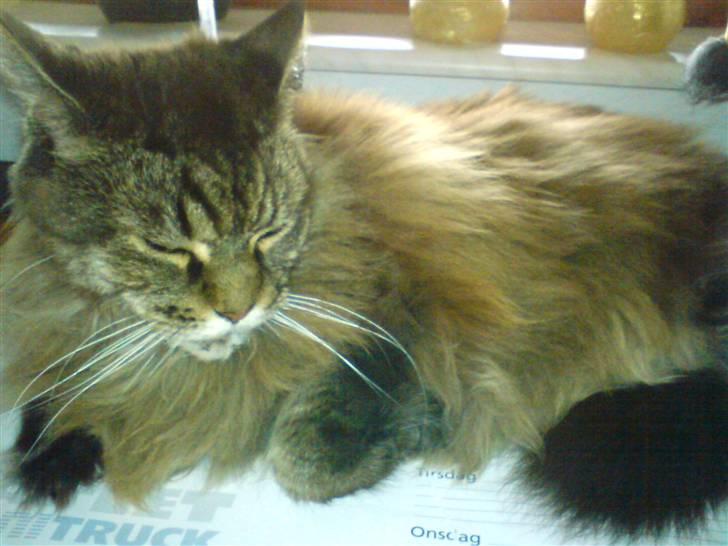 Maine Coon Ice R.I.P - arrh  flade ud billede 9
