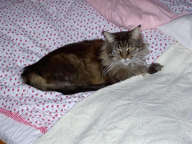 Maine Coon Ice R.I.P - sove!? billede 10