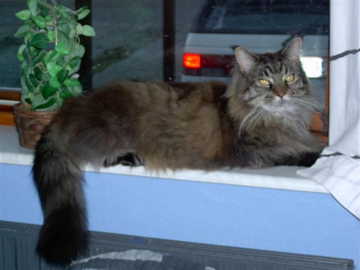 Maine Coon Ice R.I.P - farvel nu køre de.. yes.. billede 11